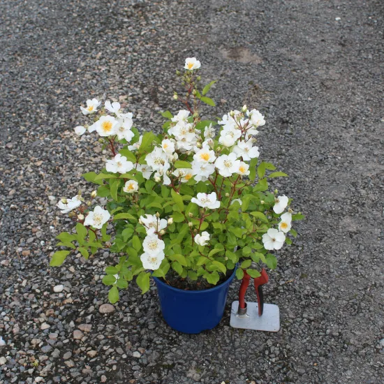 Rosier 'Alba visamalbi'