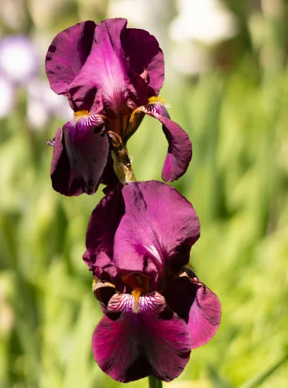 Iris nain 'Cherry garden pourpre'