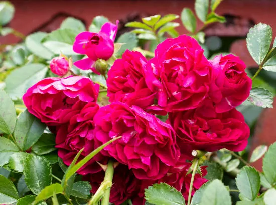 Rosier 'Emera rose fuchsia '