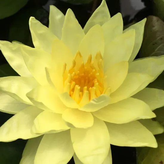 Nénuphar 'Marliacea chromatella'