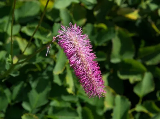 Rince-bouteille Violet