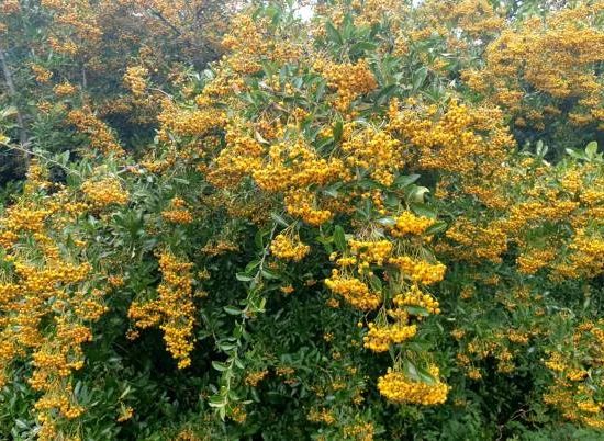 Buisson-ardent 'Jaune cadaune'
