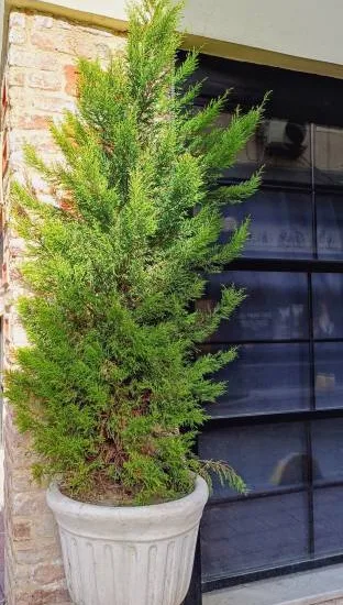 Cyprès de leyland '2001'