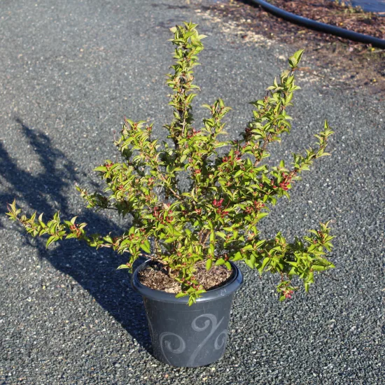 Weigelia 'Stelzneri rose'
