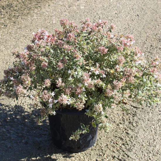 Abelia à grandes fleurs Sparking silver