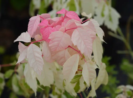 Érable à feuilles de frêne panaché 'Flamingo'