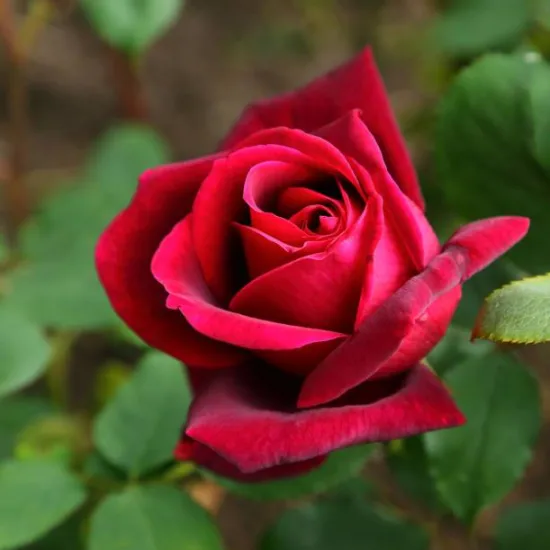 Rosier 'Edith piaf '