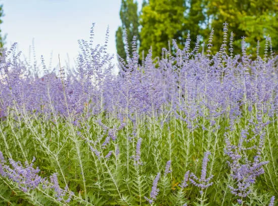 Sauge de sibérie 'Blue spire'