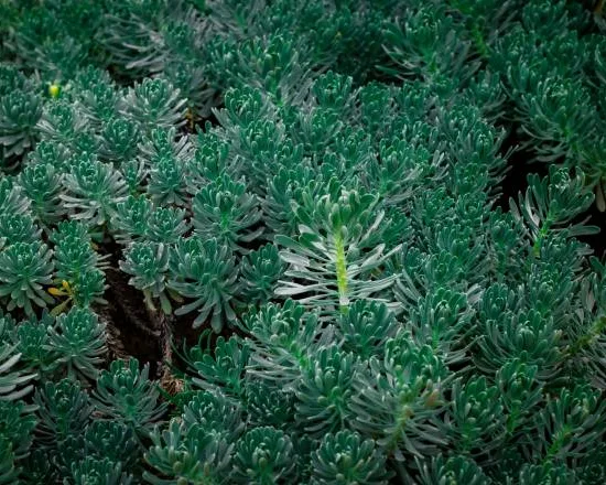 Orpin/sedum 'rupestre'