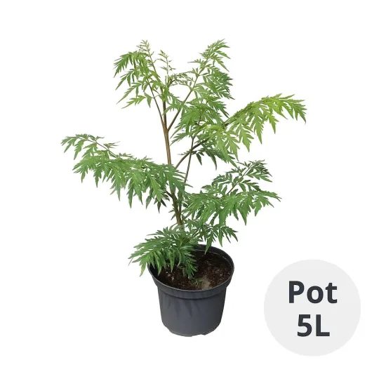 Sumac de virginie