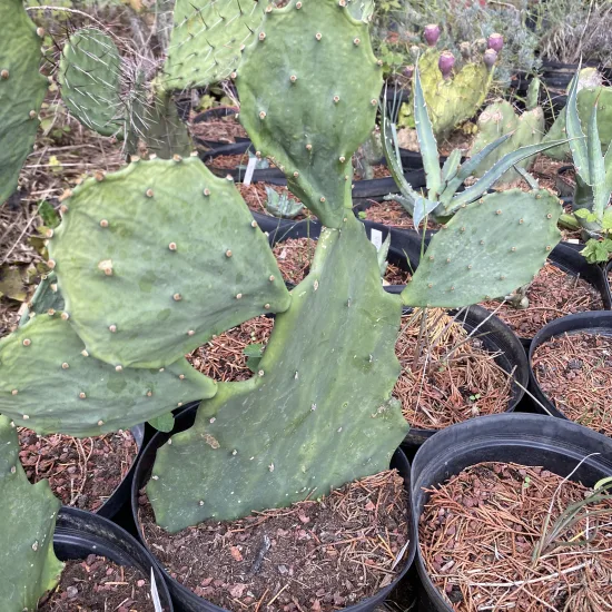 Opuntia  semi-inermis