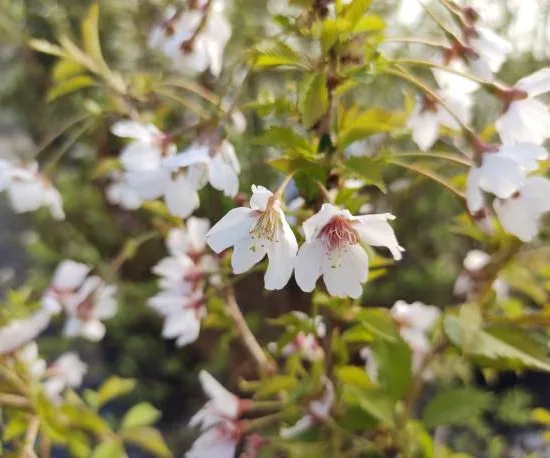 Cerisier à fleurs 'Kojou no mai'