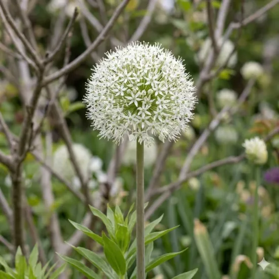Ail d'ornement 'Mount everest'