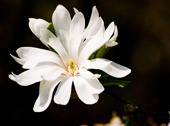 Magnolia étoilé