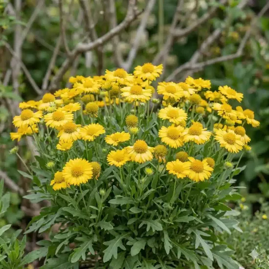 Gaillardia 'Gold'
