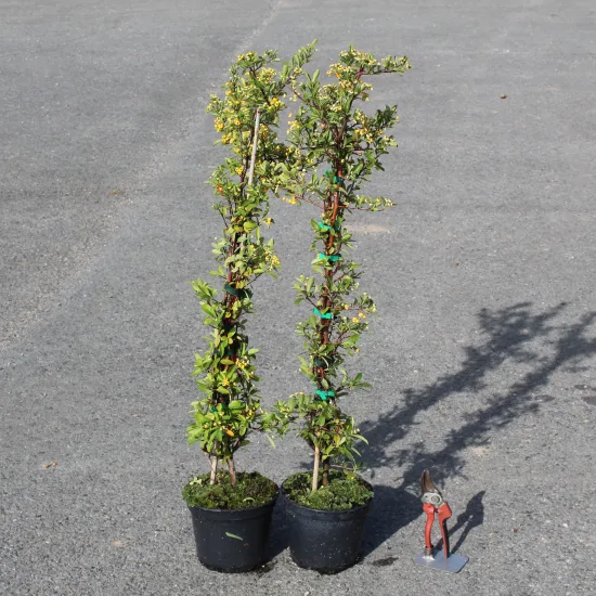 Buisson-ardent 'Jaune cadaune'