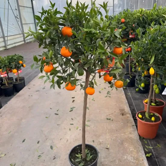 Mandarinier