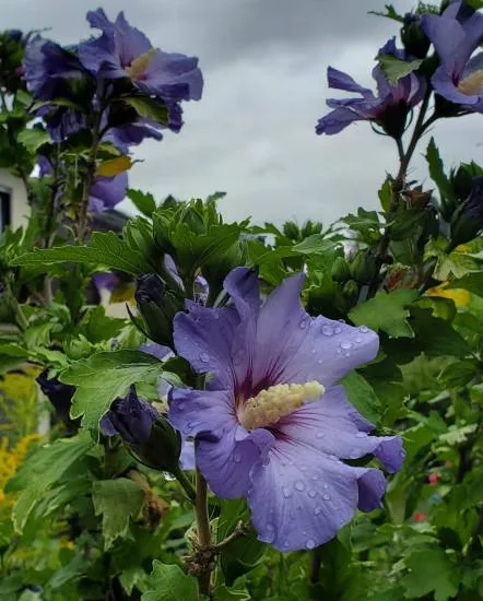 Althéa 'Ultramarine'