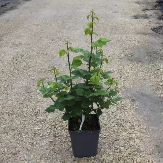 Rosier 'Soledad '