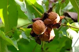 Noyer 'Lara'