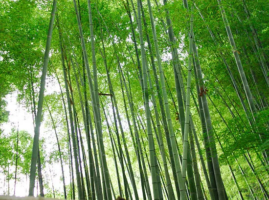 Bambou moyen, Bambou à chaumes verts