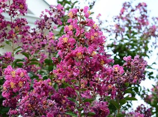 Lilas des indes 'Plum magic'
