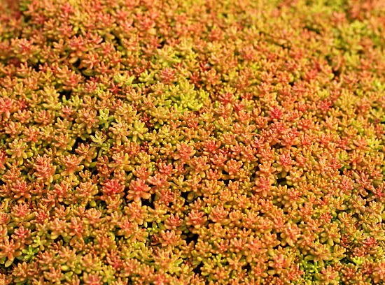 Orpin/sedum  'album coral carpet'