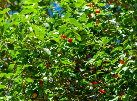 Cerisier de Cayenne