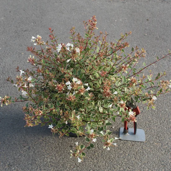 Abélia 'Confetti'