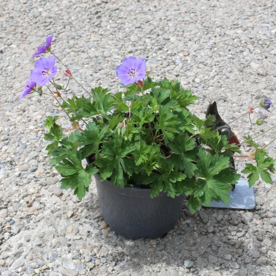 Pélargonium 'Rozane'
