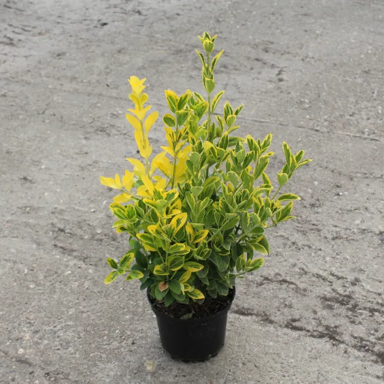 Fusain du japon 'Aureomarginatus'