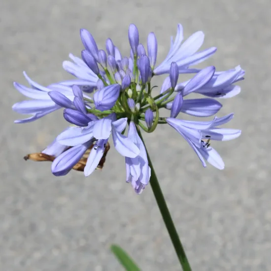 Agapanthe 'Pitchoune' ® Bleu