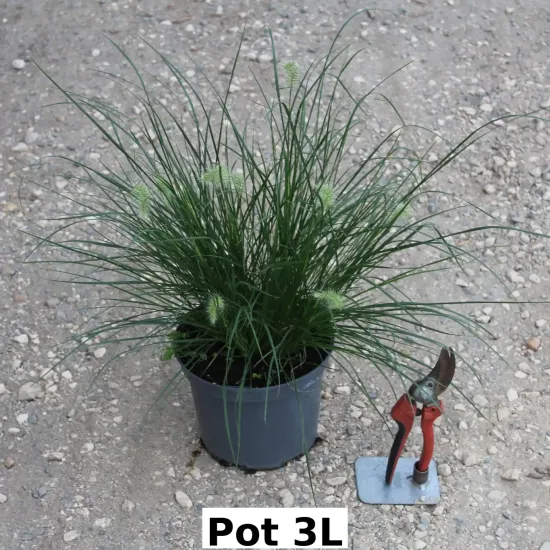 Herbes aux écouvillons 'little bunny'