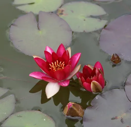 Nénuphar 'Pygmea rubra'