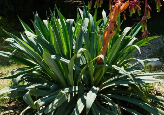 Yucca Emilia
