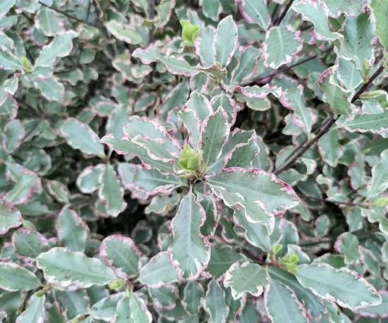 Pittospore 'Victoria'