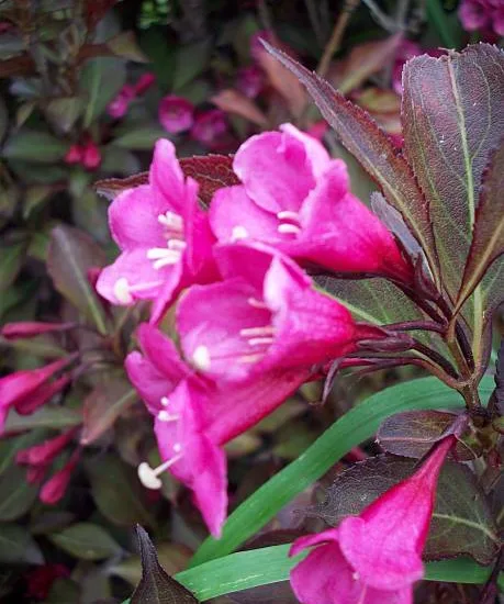 Weigelia 'Alexandra'