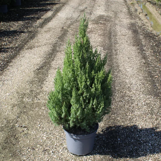 Genévrier de Chine Stricta, Genévrier de Chine colonnaire