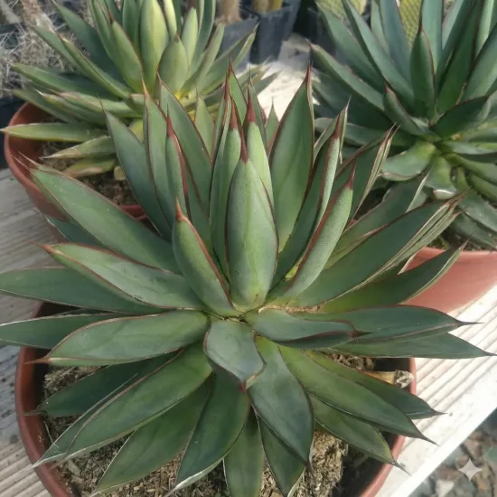 Agave  red edge