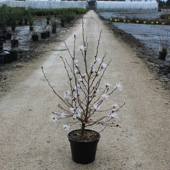 Magnolia étoilé