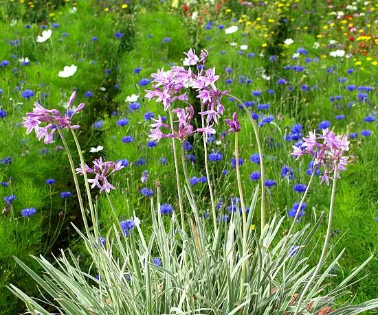Tulbaghie 'Silver lace'