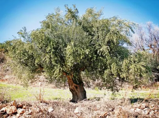 Olivier 'koroneiki'