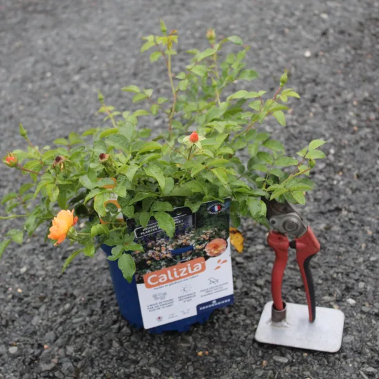Rosier 'Calizia orange saumone '