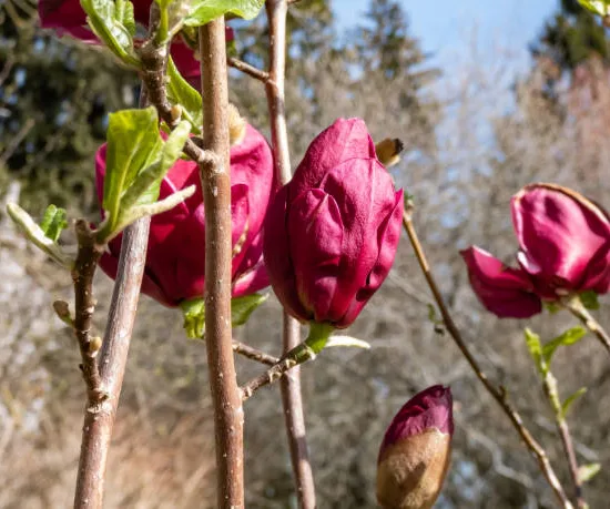 Magnolia 'Genie'