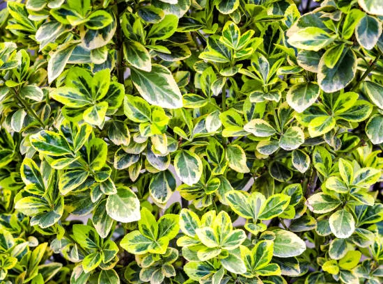 Fusain du Japon 'aurea' ou fusain vert