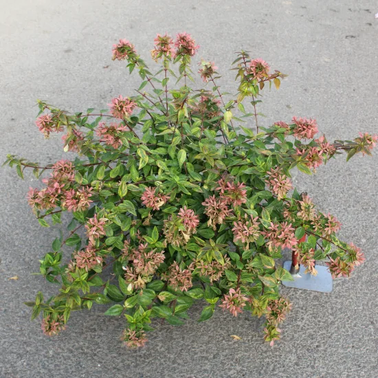 abelia à grandes fleurs Kaleidoscope