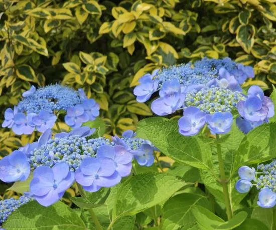 Hortensia 'Zorro bleu'