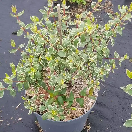 Abélia 'Stereden'