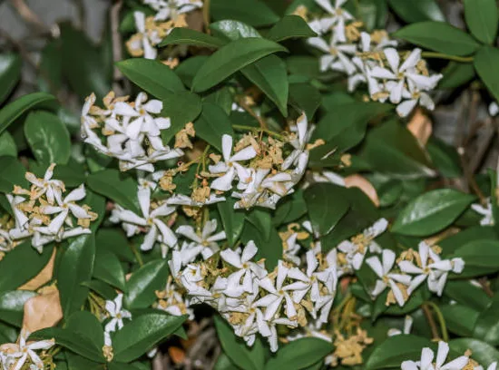 Faux-jasmin 'Select'