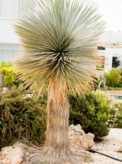 Yucca 'Mediopicta'